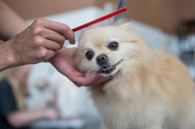 Bir Pomeranian bir kuaförde taranır.