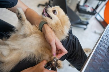 Bir kuaför kuaförde Pomeranianların tırnaklarını kesiyor.