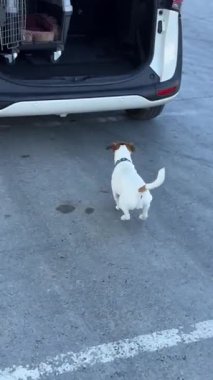 Jack Russell Terrier köpeği bir arabanın bagajına atlıyor.