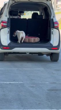 Jack Russell Terrier arabanın bagajına atladı.