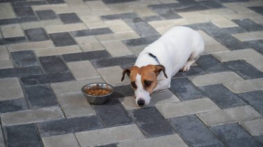 Üzgün köpek yemek kasesinin yanında yatıyor. İştah yok