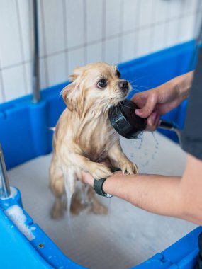 Bakımda sevimli bir Pomeranian. Köpek duşta.