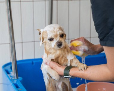 Bakımda sevimli bir Pomeranian. Köpek duşta.