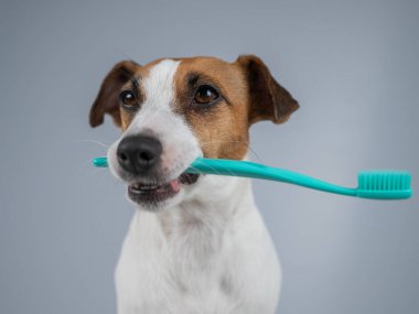 Oyuncu köpek, Jack Russell Terrier, parlak bir turkuaz diş fırçası, ağzında nazikçe tutuyordu.