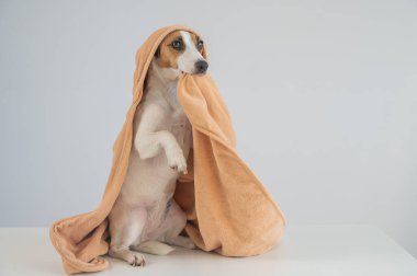 Beyaz arka planda havluyla Jack Russell Terrier köpeği