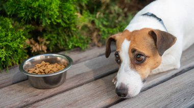 Üzgün köpek yemek kasesinin yanında yatıyor. İştah yok
