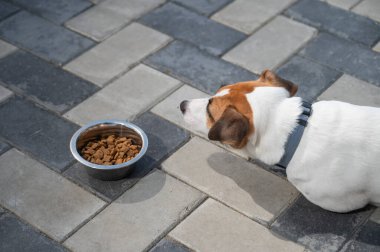 Üzgün köpek yemek kasesinin yanında yatıyor. İştah yok