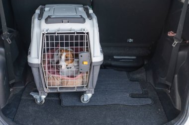 Jack Russell Terrier Araba Bagajında Seyyar Taşıyıcı Köpeği