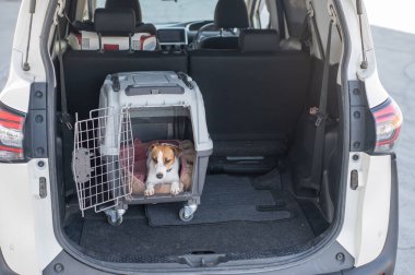 Jack Russell Terrier Araba Bagajında Seyyar Taşıyıcı Köpeği