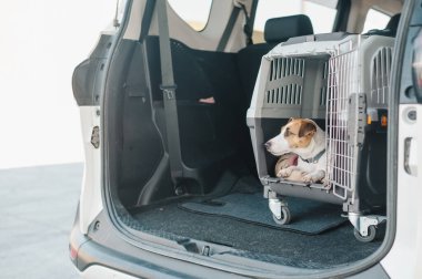 Jack Russell Terrier Araba Bagajında Seyyar Taşıyıcı Köpeği