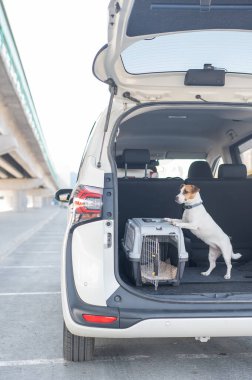 Jack Russell Terrier Araba Bagajında Seyyar Taşıyıcı Köpeği