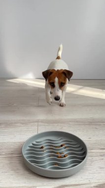 Jack Russell Terrier Yavaş Beslenme Kasesinden Köpek Yeme