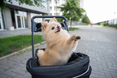 Evcil bebek arabasında şirin bir köpek.