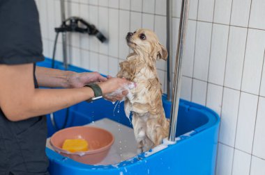 Bakımda sevimli bir Pomeranian. Köpek duşta.