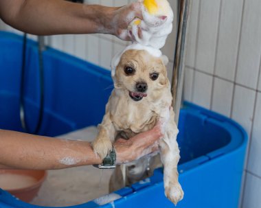 Bakımda sevimli bir Pomeranian. Köpek duşta.