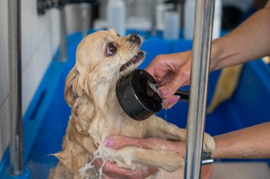 Bakımda sevimli bir Pomeranian. Köpek duşta.