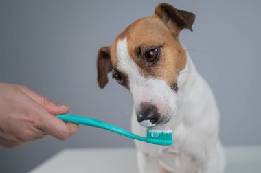 Bir kadın köpeklerinin dişlerini diş macunuyla fırçalar.