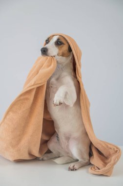Beyaz arka planda havluyla Jack Russell Terrier köpeği