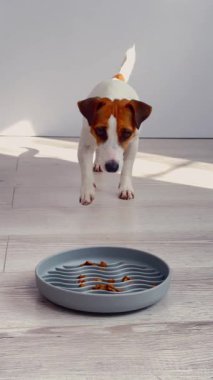 Sahibi Jack Russell Terrier 'ın yavaş beslenme kabından köpek besliyor.
