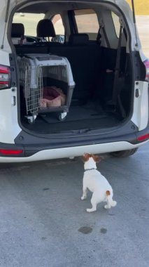 Jack Russell Terrier köpeği bir arabanın bagajına atlıyor.