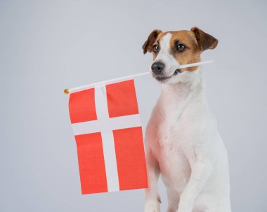 Beyaz arka planda Danimarka bayrağı tutan Jack Russell Terrier köpeği