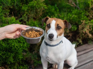 Üzgün köpek yemek kasesinden uzaklaşıyor. İştah yok