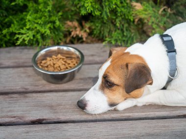 Üzgün köpek yemek kasesinin yanında yatıyor. İştah yok