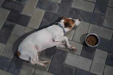 Üzgün köpek yemek kasesinin yanında yatıyor. İştah yok