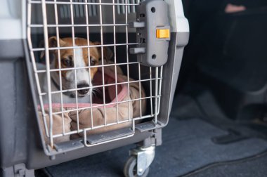 Jack Russell Terrier Araba Bagajında Seyyar Taşıyıcı Köpeği