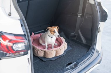 Jack Russell Terrier köpeği bir arabanın bagajında bir yatakta oturur.