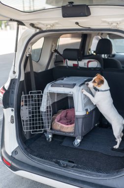 Jack Russell Terrier Araba Bagajında Seyyar Taşıyıcı Köpeği