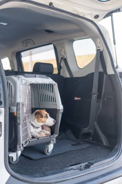 Jack Russell Terrier Araba Bagajında Seyyar Taşıyıcı Köpeği