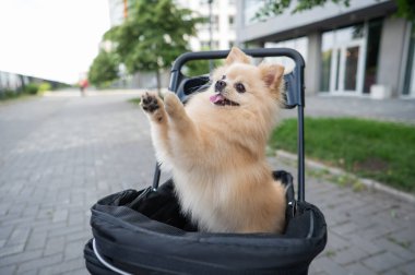 Evcil bebek arabasında şirin bir köpek.