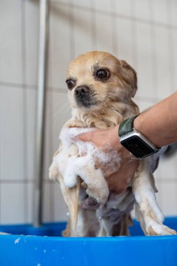 Bakımda sevimli bir Pomeranian. Köpek duşta.
