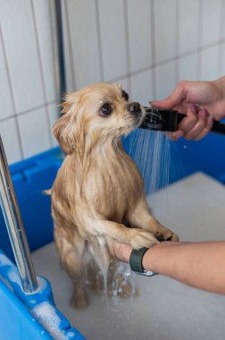 Bakımda sevimli bir Pomeranian. Köpek duşta.