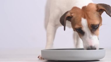 Jack Russell Terrier Yavaş Beslenme Kasesinden Köpek Yeme