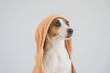 Beyaz arka planda havluyla Jack Russell Terrier köpeği