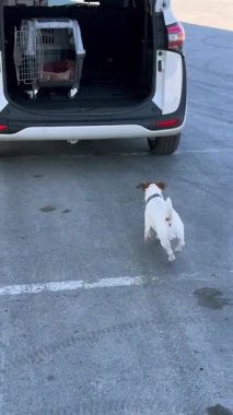 Jack Russell Terrier köpeği bir arabanın bagajına atlıyor.