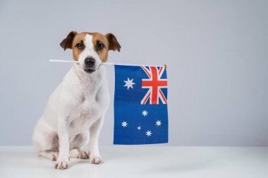 Jack Russell Teriyer Köpeği Avustralya Bayrağını Tutuyor