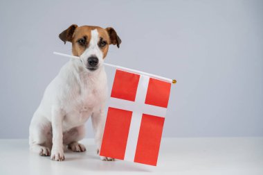 Beyaz arka planda Danimarka bayrağı tutan Jack Russell Terrier köpeği
