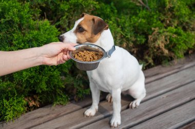 Üzgün köpek yemek kasesinden uzaklaşıyor. İştah yok