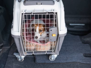 Jack Russell Terrier Araba Bagajında Seyyar Taşıyıcı Köpeği