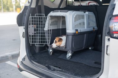 Jack Russell Terrier Araba Bagajında Seyyar Taşıyıcı Köpeği