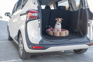 Jack Russell Terrier köpeği bir arabanın bagajında bir yatakta oturur.