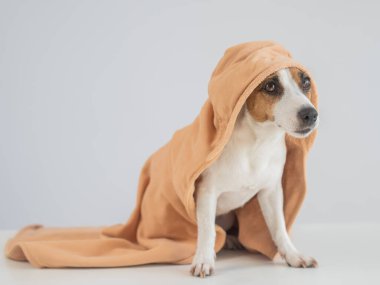 Beyaz arka planda havluyla Jack Russell Terrier köpeği