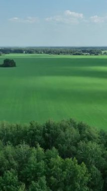 Yeşil tarlaların ve orman kuşağının insansız hava aracı görüntüsü
