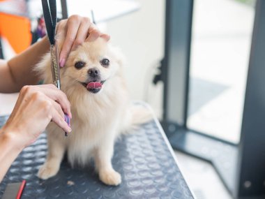 Bir kuaför kuaförde bir Pomeranian 'ı kesiyor.