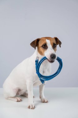 Jack Russell Teriyer Köpek Çiğneme İnternet Kablosu