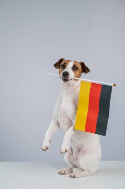 Beyaz arka planda Alman bayrağı tutan Jack Russell Terrier köpeği.