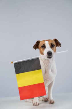 Beyaz arka planda Belçika bayrağı tutan Jack Russell Terrier köpeği